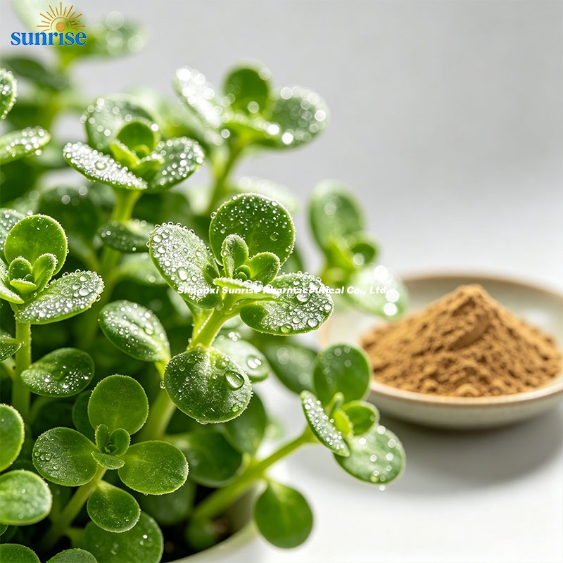 natural-bacopa-monnieri-brahmi-plant-source natural-bacopa-monnieri-brahmi-plant-source