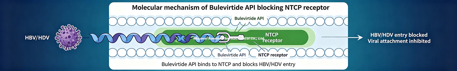 Molecular mechanism of Bulevirtide API blocking NTCP receptor